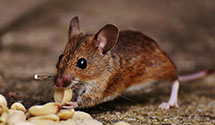 24 Hour & Emergency Exterminators in Middleton, TN